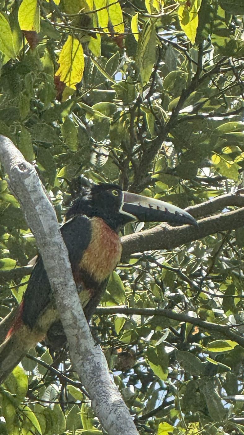 Tucancillo collarejo