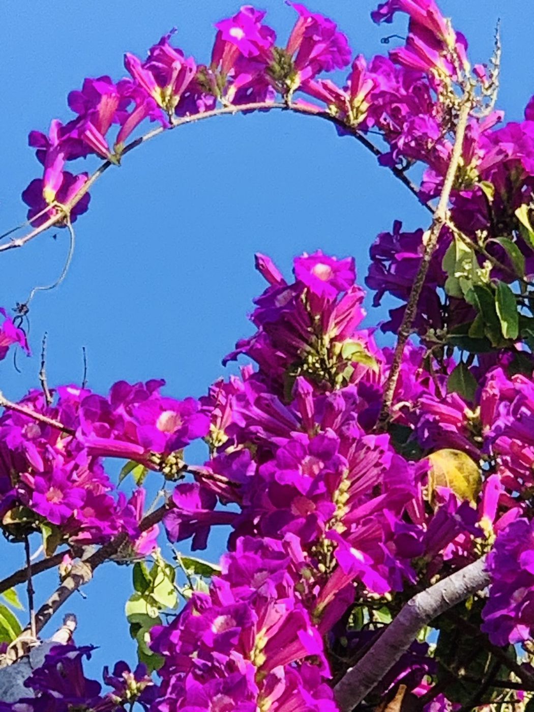 Flor púrpura
