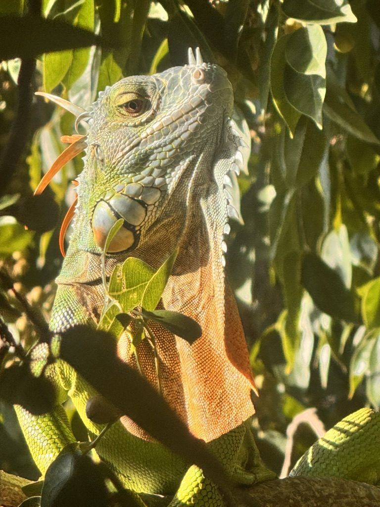 Iguana verde