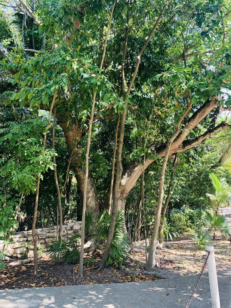 Árbol monumento