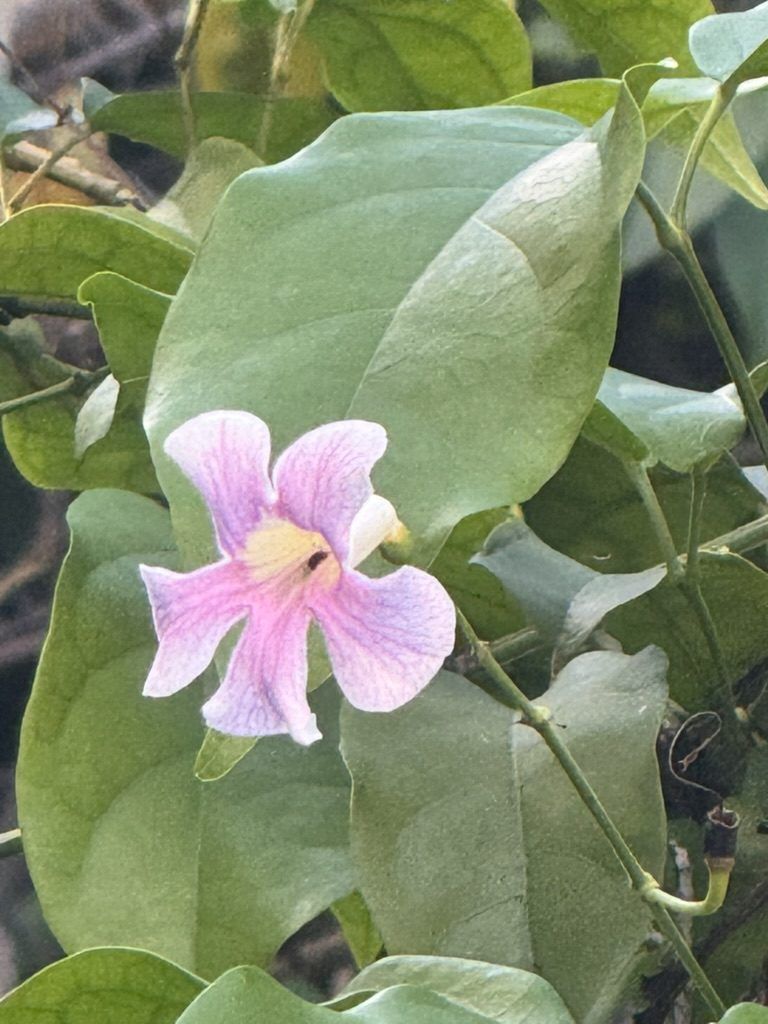 Flor silvestre