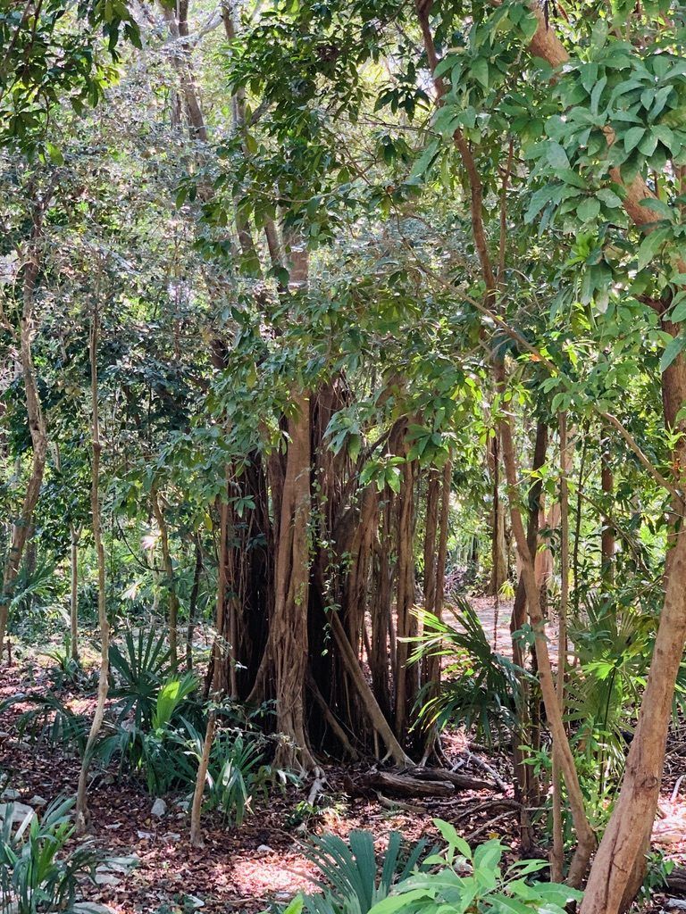 Árbol monumento
